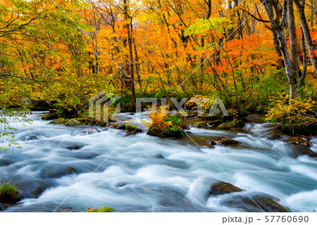 奥入瀬 紅葉 奥入瀬 紅葉 57760690