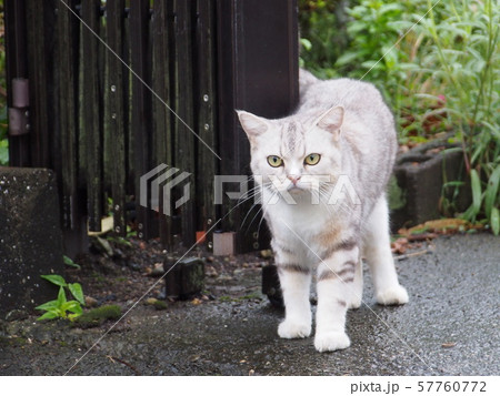 野良猫 57760772
