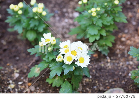 小菊の花 小菊の花 57760779