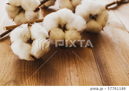 コットン 綿花 コットン 綿花 57761186