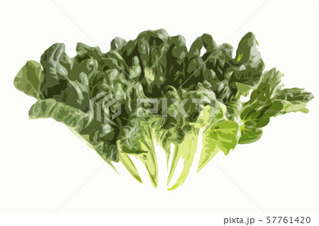 ターサイ 搨菜のイラスト素材
