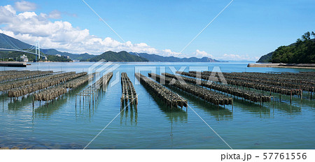 牡蠣の養殖風景 牡蠣の養殖風景 57761556