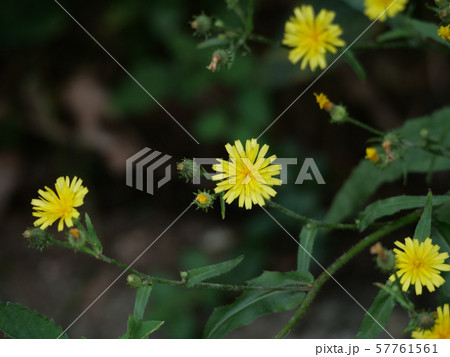 コウゾリナ 57761561