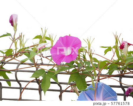 アサガオ 57761578