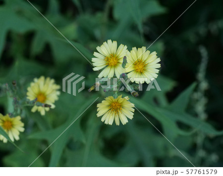 アキノノゲシ 57761579