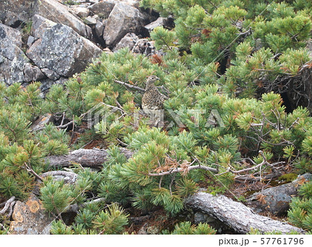 ハイマツの間にたたずむライチョウ ハイマツの間にたたずむライチョウ 57761796