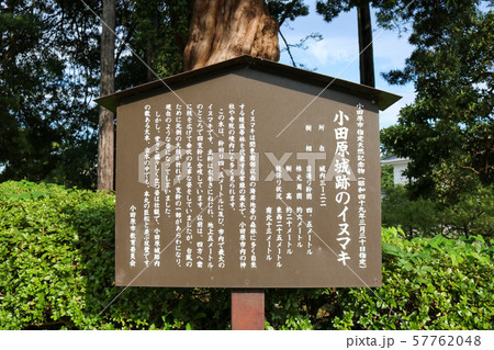 ■ 小田原城 ■ イヌマキ ■ 案内板 ■ 北条早雲 ■ 神奈川県  57762048