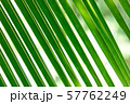 green coconut leaf pattern 57762249
