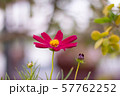 Close up one pink cosmos flower on blur background 57762252