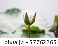 close up white lotus and leaf in water 57762265
