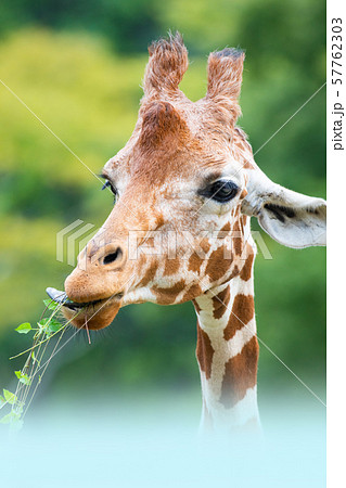 可愛い顔をしたキリンが好物の草を食べています 動物を紹介する資料や絵本などにご利用下さい 精密画像の写真素材