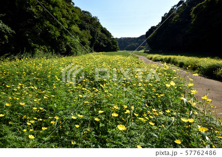 くりはま花の国のキバナコスモス くりはま花の国のキバナコスモス 57762486