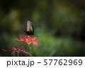 クロアゲハ 57762969