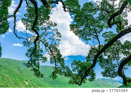 那智山の自然 57763364