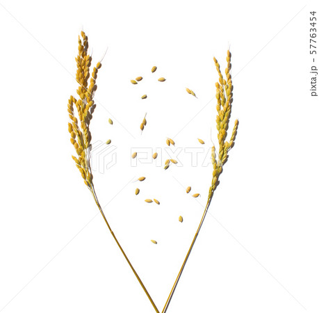 白 白色 ホワイト 57763454