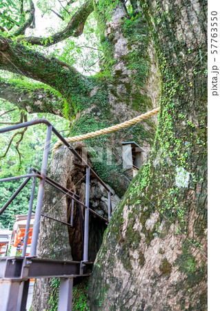 御神木樟霊社 熊野那智大社 御神木樟霊社 熊野那智大社 57763550
