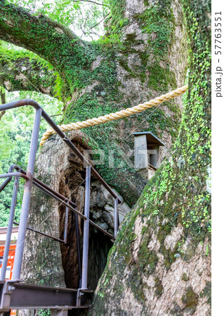 御神木樟霊社 熊野那智大社 御神木樟霊社 熊野那智大社 57763551