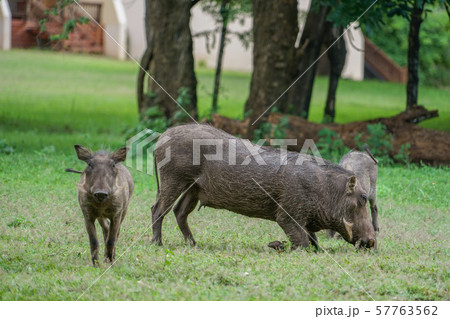イボイノシシの親子 イボイノシシの親子 57763562