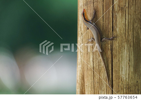 ボツワナのトカゲ 57763654