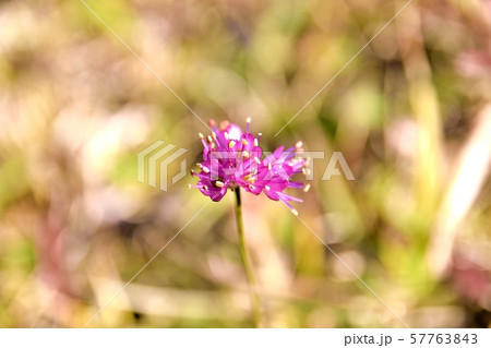 ヤマラッキョウ美しい高山植物の花 Beautiful Alpine Flowerの写真素材