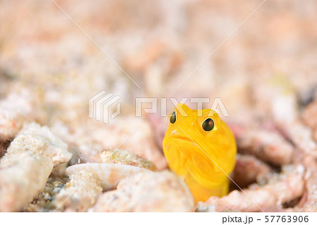 ジョーフィッシュ 57763906