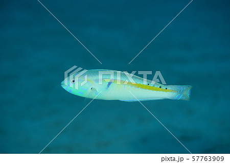 キスジキュウセン 57763909