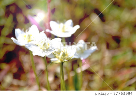 コウメバチソウ美しい高山植物の花 Beautiful alpine flower コウメバチソウ美しい高山植物の花 Beautiful alpine flower 57763994