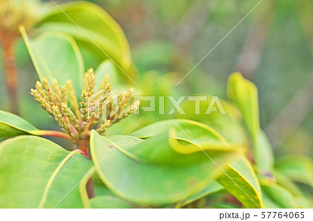 緑のカルミアの蕾 57764065