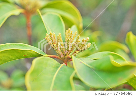 緑のカルミアの蕾 57764066