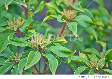 緑のカルミアの蕾 57764067