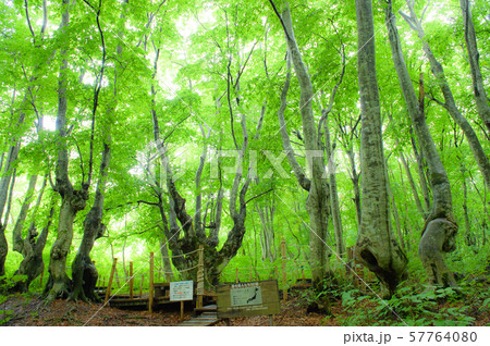 あがりこ大王の森　秋田県 57764080