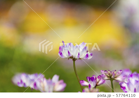 レンゲソウ／木曽三川公園センター／岐阜県海津市 57764110