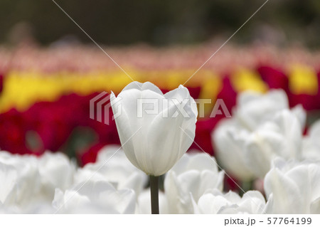 木曽三川公園のチューリップ／岐阜県海津市 57764199