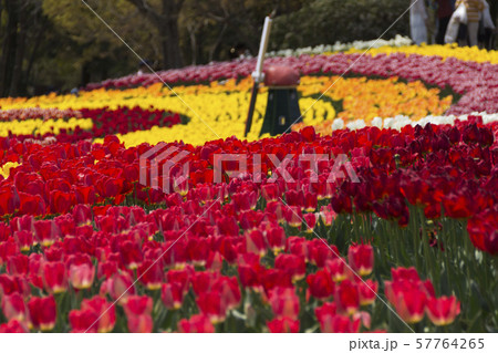 木曽三川公園のチューリップ／岐阜県海津市 57764265