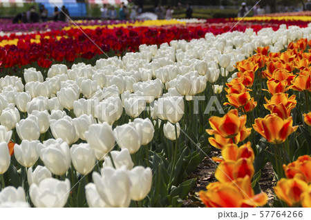 木曽三川公園のチューリップ/岐阜県海津市 木曽三川公園のチューリップ/岐阜県海津市 57764266