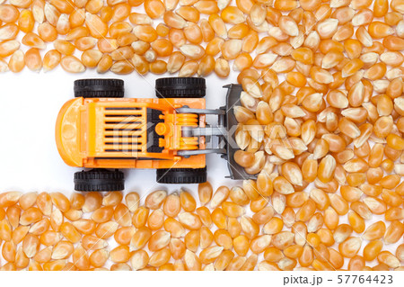 Surface of dry corn kernels on white table 57764423