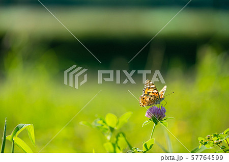 ヒメアカタテハ ヒメアカタテハ 57764599