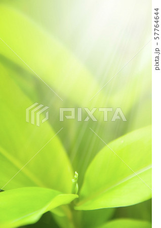 Closeup nature view of Green leaf in garden Closeup nature view of Green leaf in garden 57764644