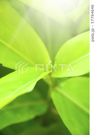 Closeup nature view of Green leaf in garden Closeup nature view of Green leaf in garden 57764646
