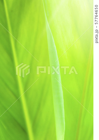 Closeup nature view of Green leaf in garden Closeup nature view of Green leaf in garden 57764650