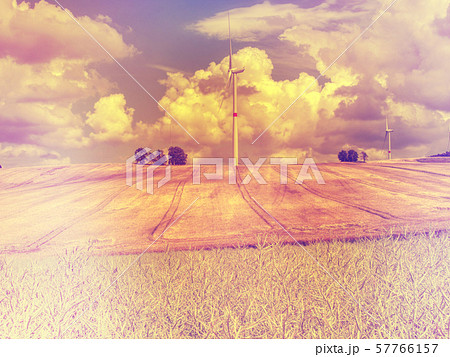Field of Golden wheat under the blue sky and Field of Golden wheat under the blue sky and 57766157