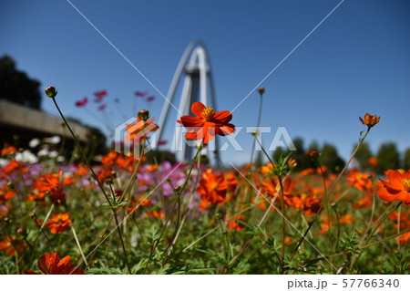 コスモス２ 57766340