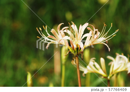 ヒガンバナ red spider lily ヒガンバナ red spider lily 57766409