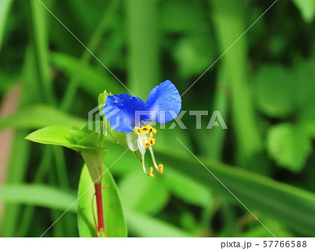 ツユクサ　Asiatic dayflower 57766588