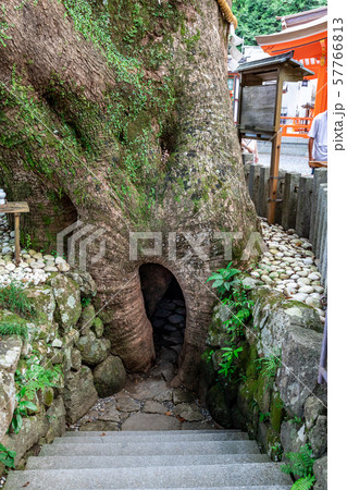 御神木の入口 樟霊社 御神木の入口 樟霊社 57766813