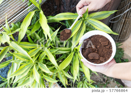 Person apply spent grounded coffee powder as 57766864