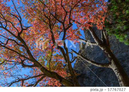 メグスリノキの紅葉 メグスリノキの紅葉 57767027