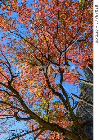 メグスリノキの紅葉 57767029