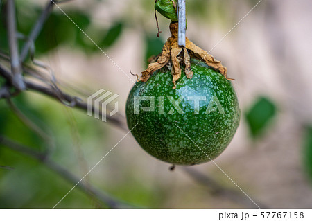 A Fresh green passion fruit on vine from frame. 57767158
