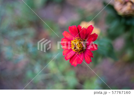 old red zinnia or beautiful zinnia in the flower 57767160
